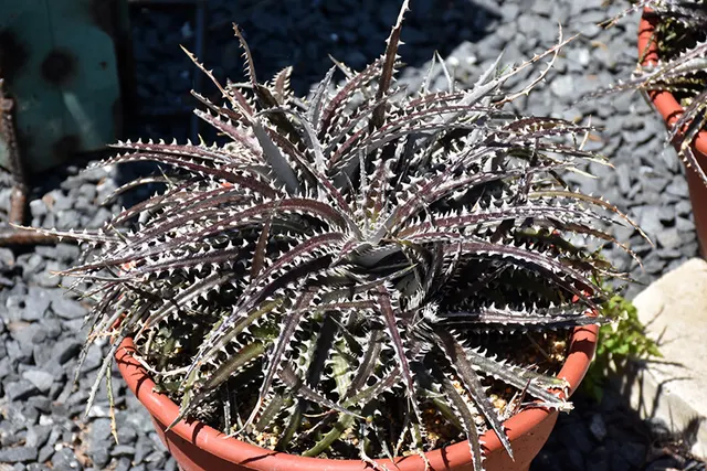 Dyckia ‘Brittle Star’ — katalog fotoğrafı