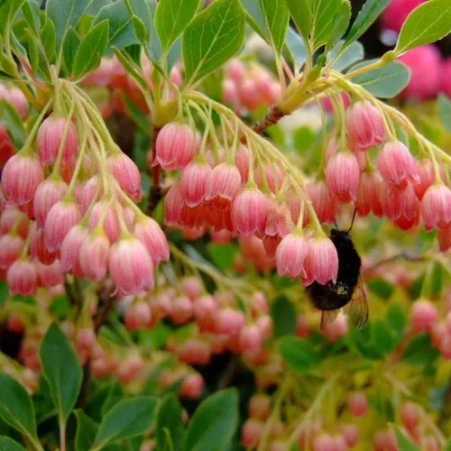 Enkianthus campanulatus — katalog fotoğrafı
