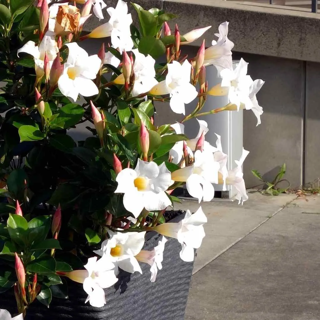 Mandevilla sanderi ‘Alba’ — katalog fotoğrafı
