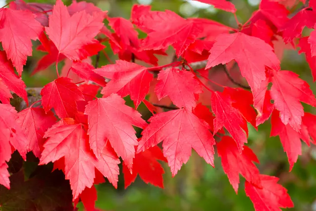 Acer rubrum ‘Brandywine’ — katalog fotoğrafı