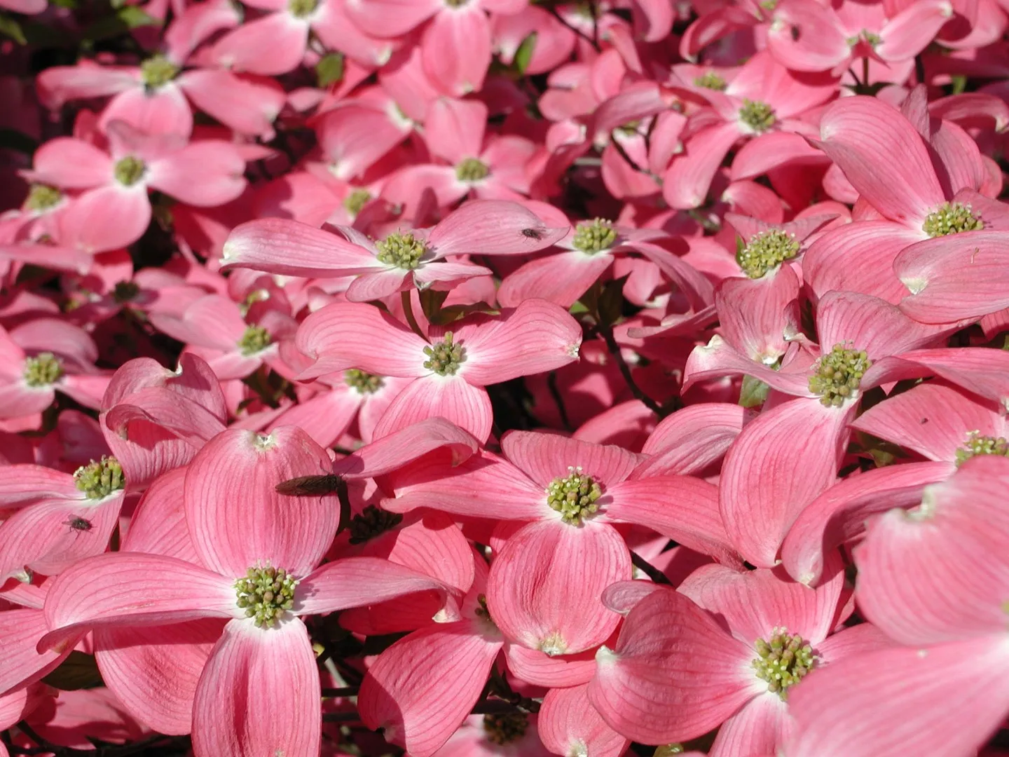 Cornus florida rubra — katalog fotoğrafı