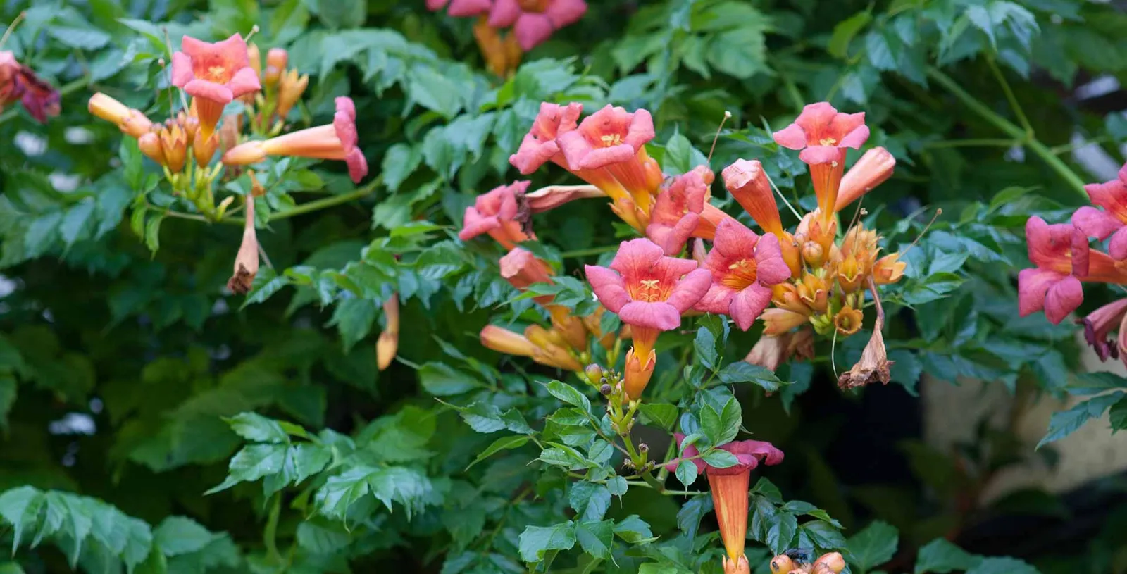 Campsis sp. — katalog fotoğrafı