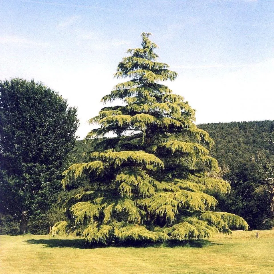 Cedrus deodara ‘Aurea’ — katalog fotoğrafı