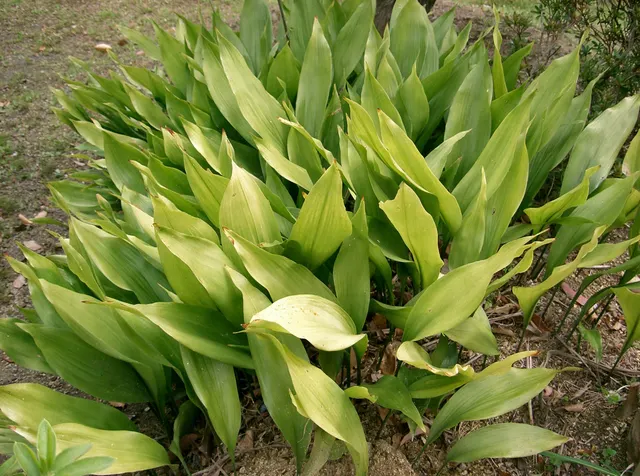 Aspidistra elatior — katalog fotoğrafı