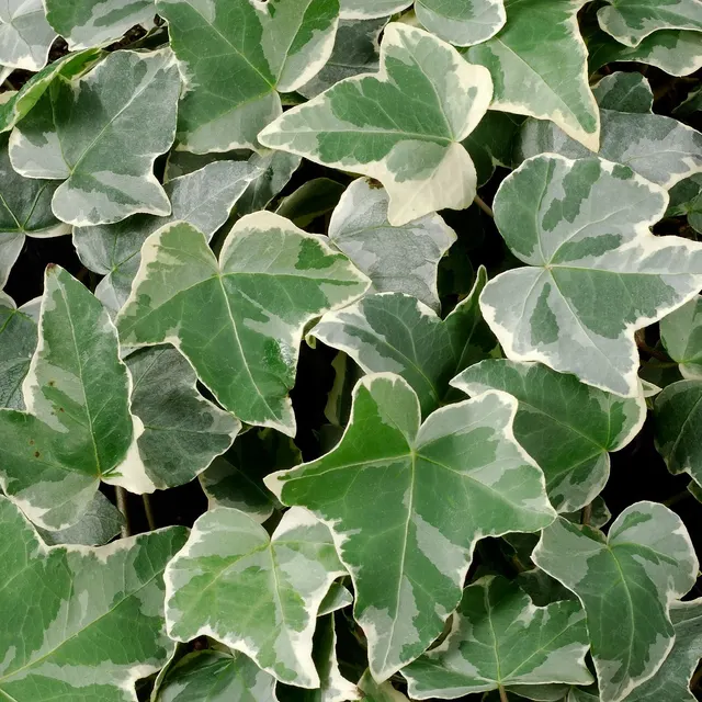 Hedera helix ‘Glacier’ — katalog fotoğrafı