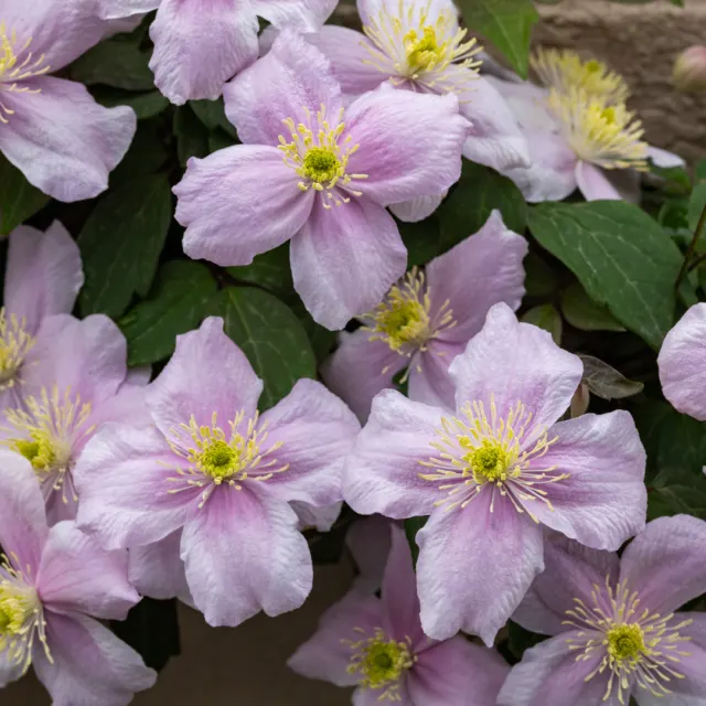 Clematis montana ‘Tetrarose’ — katalog fotoğrafı