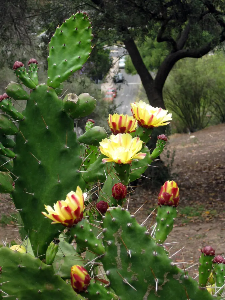 Opuntia vulgaris — katalog fotoğrafı
