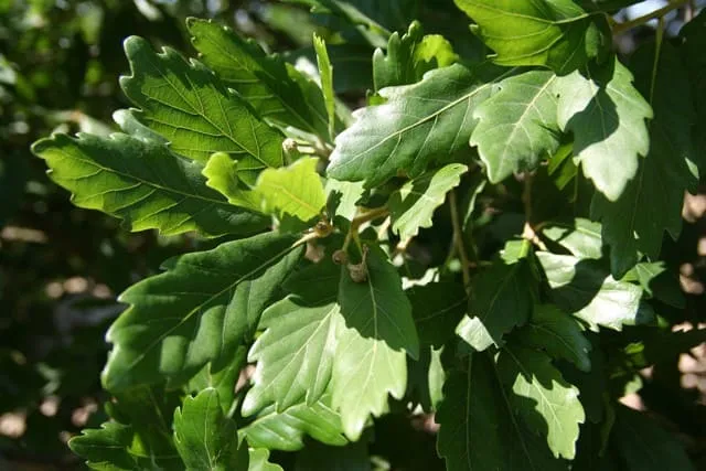 Quercus × turneri ‘Pseudoturneri’ — katalog fotoğrafı