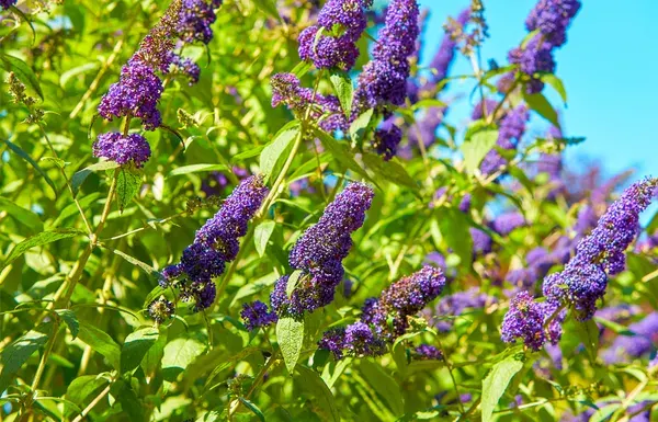 Buddleja davidii ‘Empire Blue’ — katalog fotoğrafı