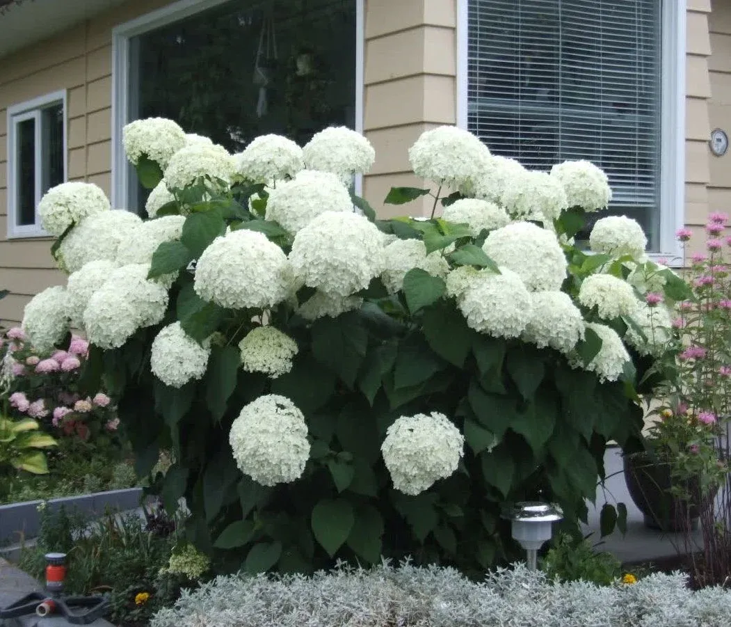 Hydrangea arborescens ‘Annabelle’ — katalog fotoğrafı