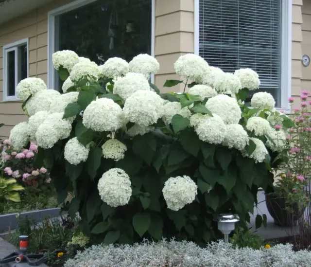 Hydrangea arborescens ‘Annabelle’ — katalog fotoğrafı