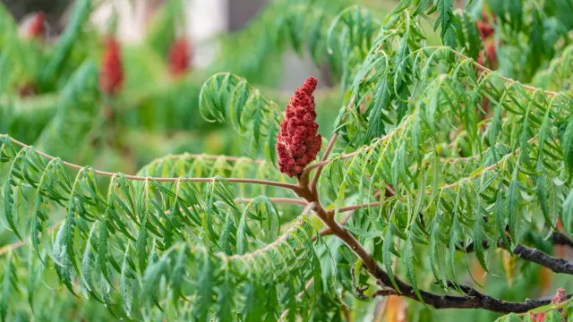 Rhus typhina ‘Dissecta’ — katalog fotoğrafı