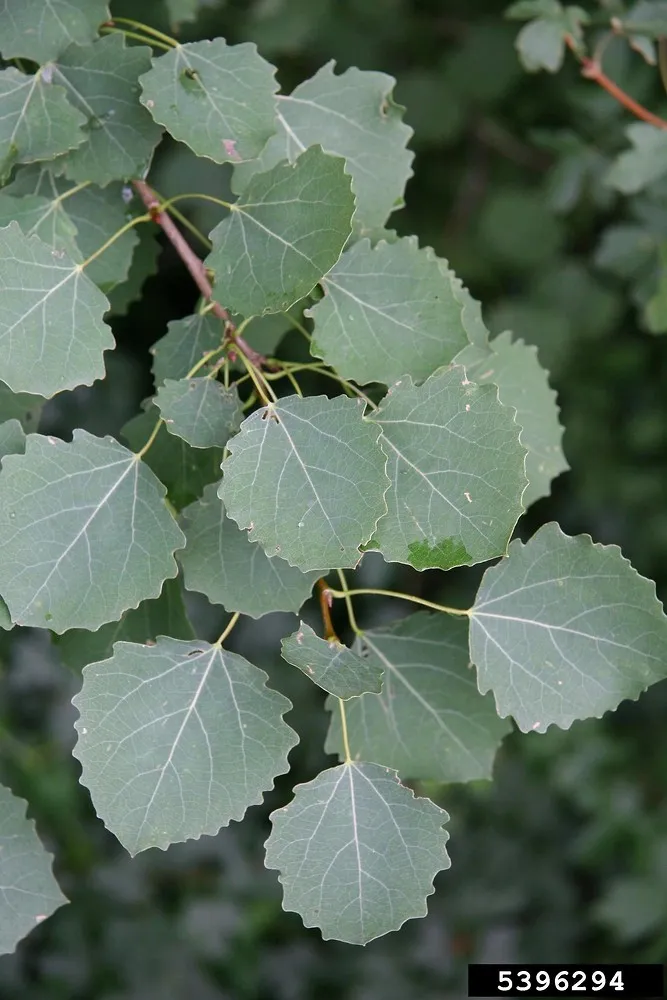 Populus tremula — katalog fotoğrafı