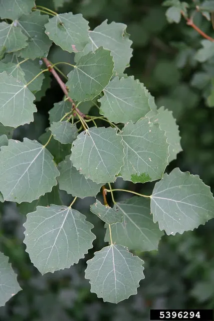 Populus tremula — katalog fotoğrafı