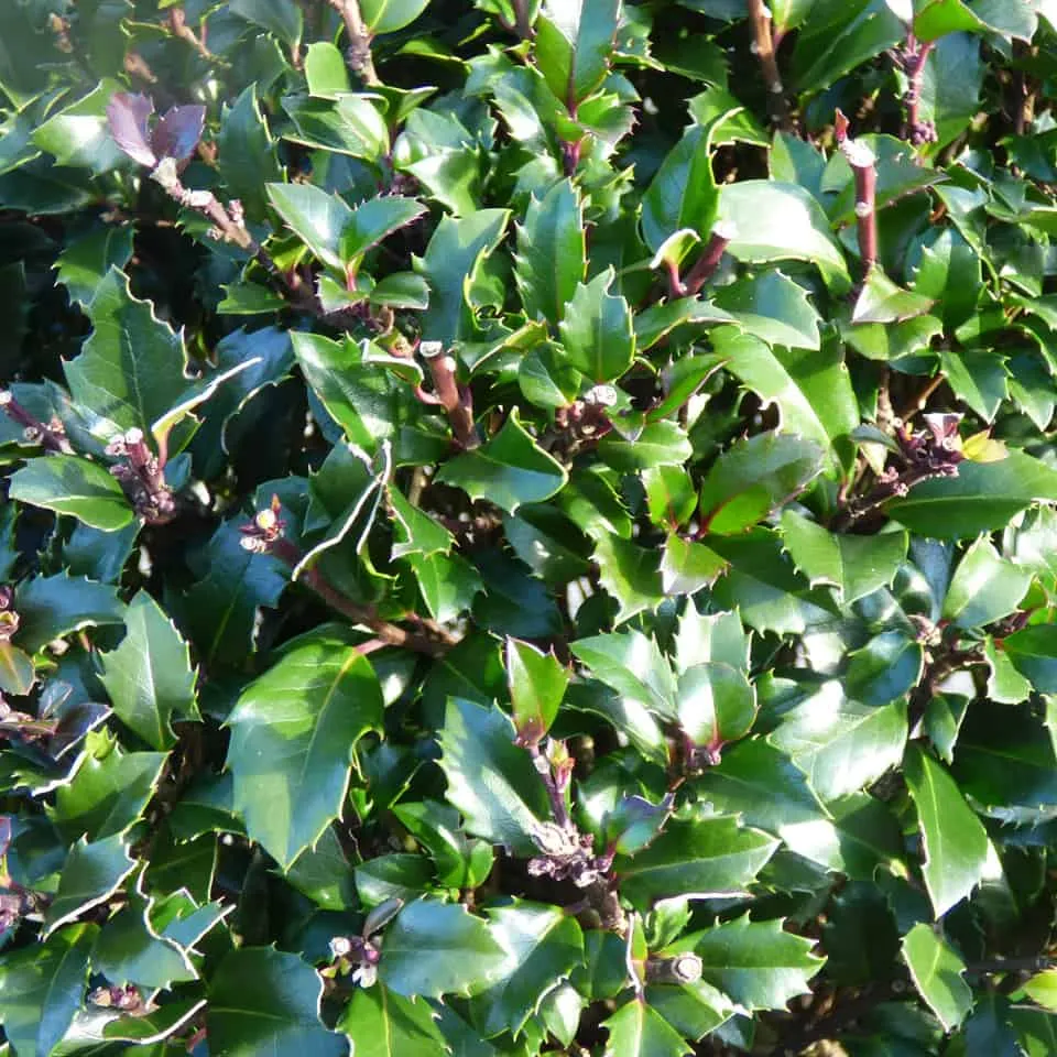 Ilex × meserveae ‘Heckenstar’ — katalog fotoğrafı