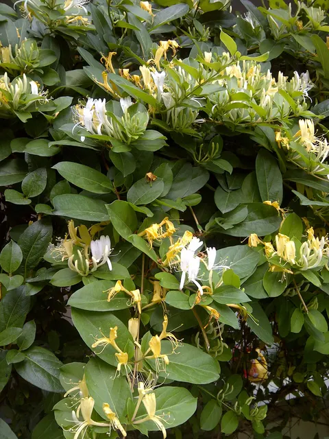 Lonicera similis var. delavayi — katalog fotoğrafı