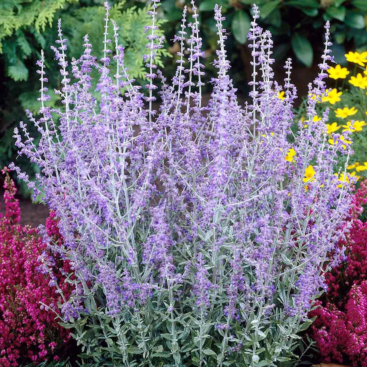 Perovskia atriplicifolia ‘Blue Spire’ — katalog fotoğrafı