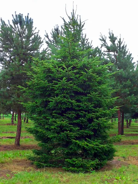 Abies alba — katalog fotoğrafı