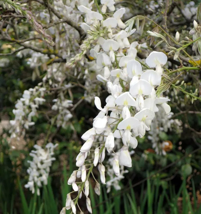 Wisteria brachybotrys ‘Shiro Kapitan Fuji’ — katalog fotoğrafı