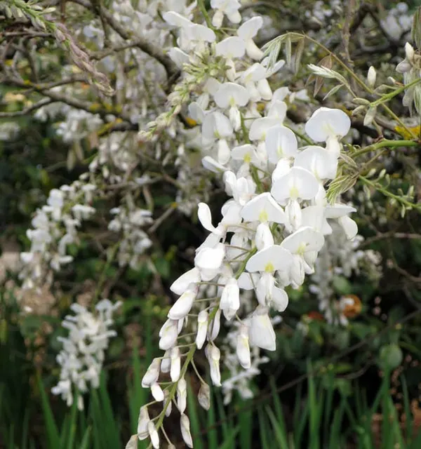 Wisteria brachybotrys ‘Shiro Kapitan Fuji’ — katalog fotoğrafı