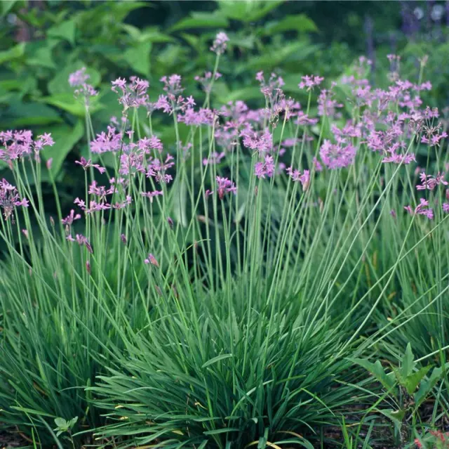 Tulbaghia violacea — katalog fotoğrafı