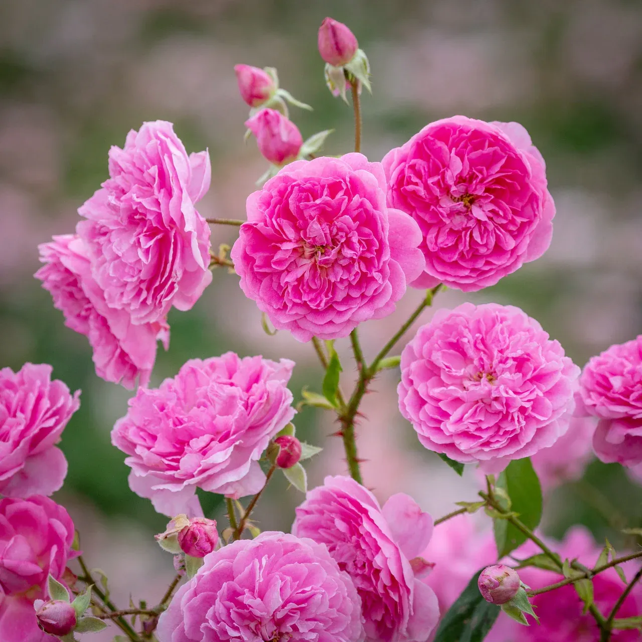 harlow carr® — katalog fotoğrafı