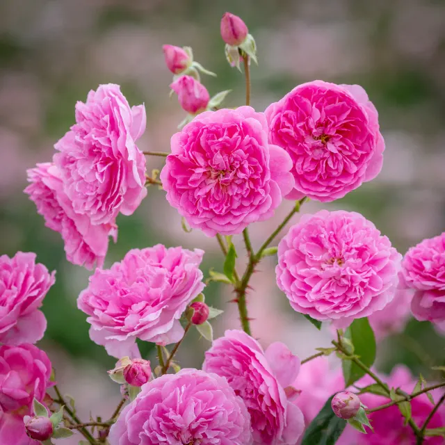 harlow carr® — katalog fotoğrafı