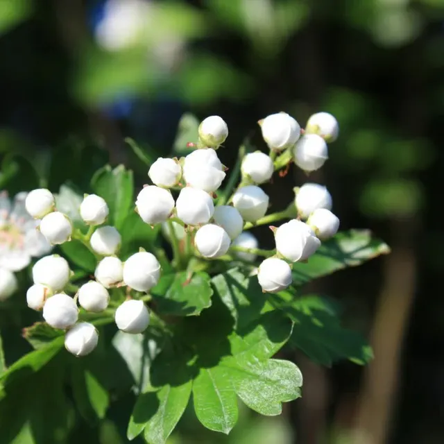 Crataegus monogyna ‘Stricta’ — katalog fotoğrafı