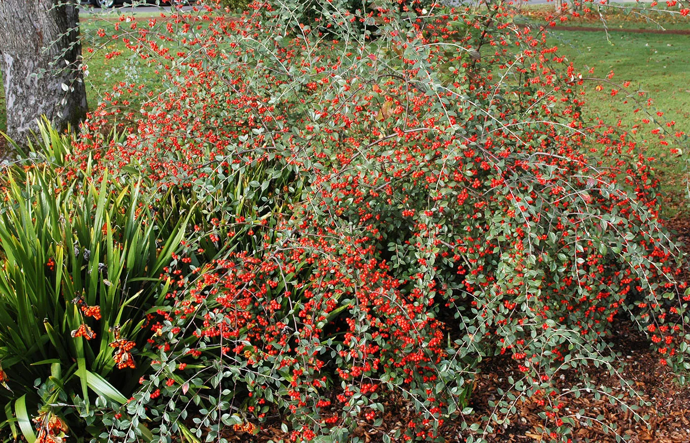 Cotoneaster franchetii — katalog fotoğrafı