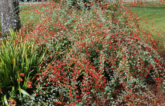 Cotoneaster franchetii — katalog fotoğrafı
