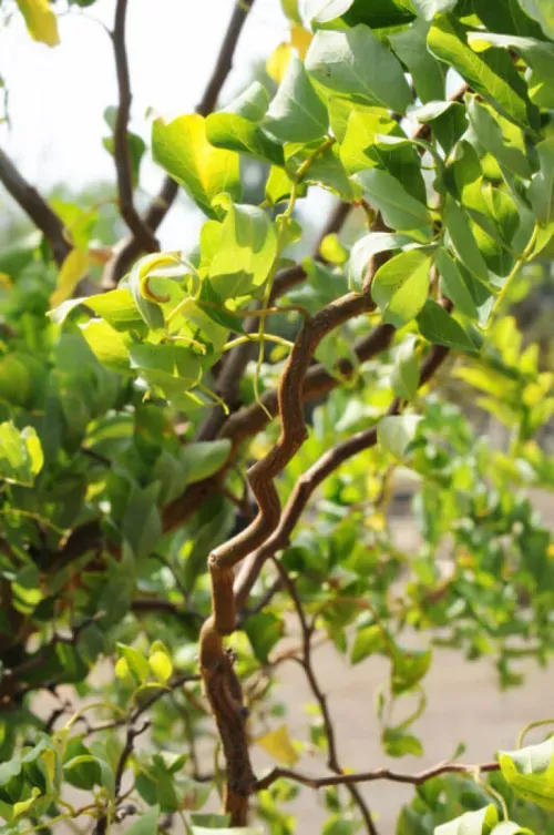 Robinia pseudoacacia ‘Twisty Baby’ — katalog fotoğrafı