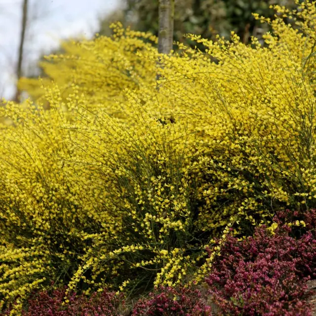 Cytisus praecox — katalog fotoğrafı