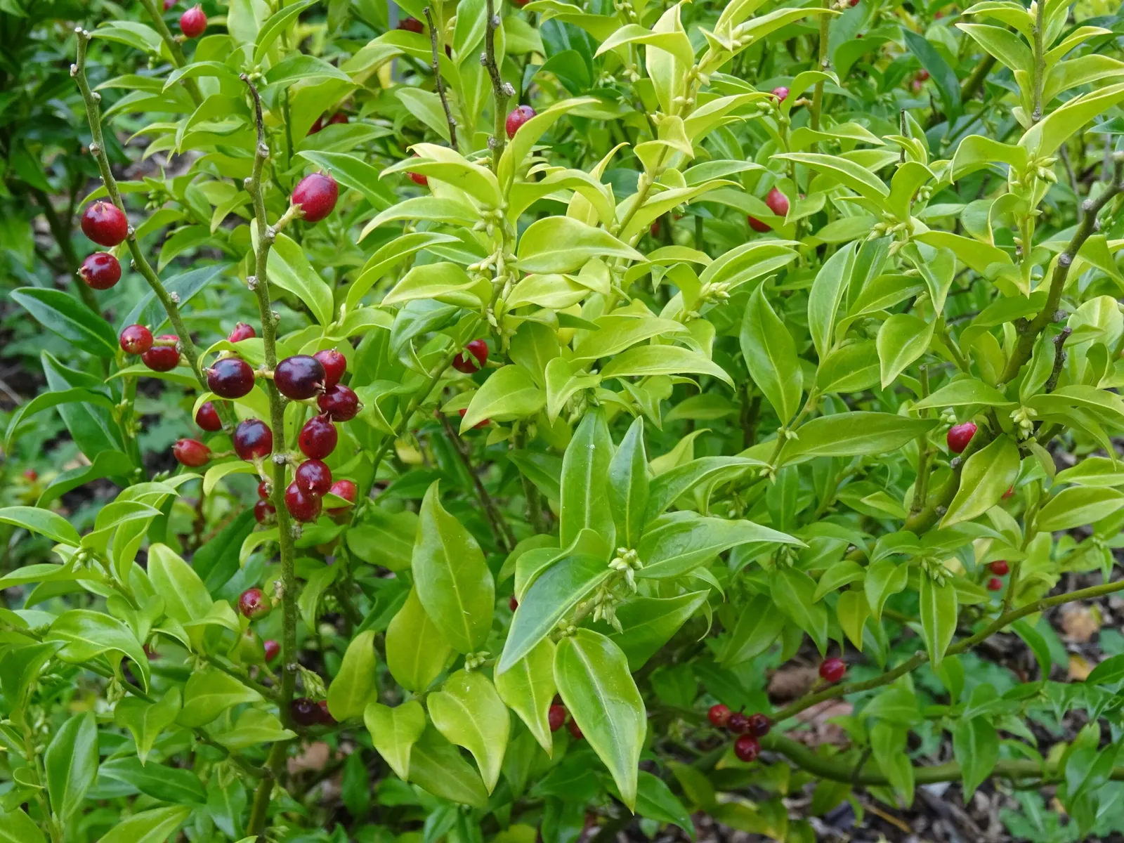 Sarcococca ruscifolia — katalog fotoğrafı