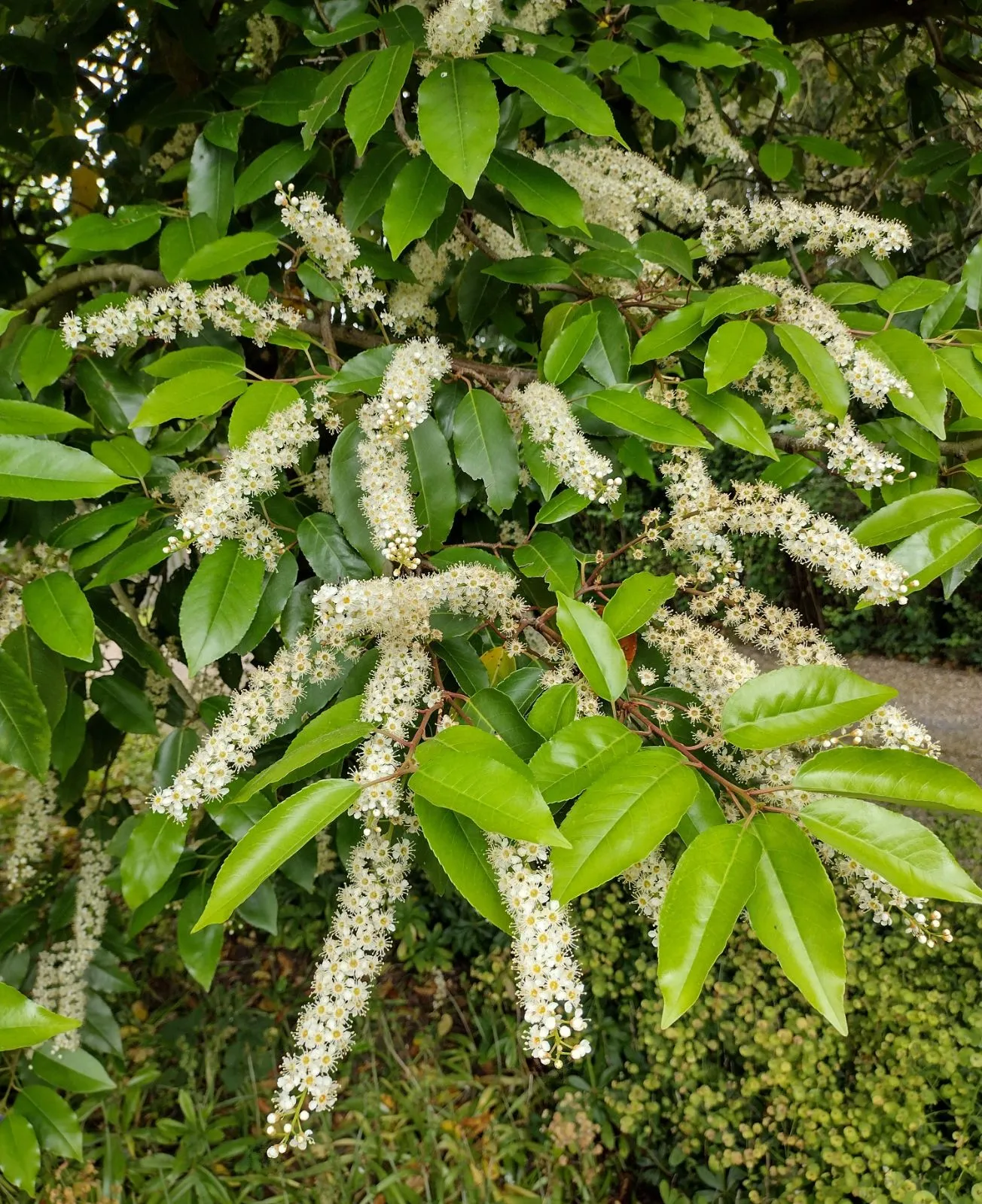 Prunus lusitanica — katalog fotoğrafı