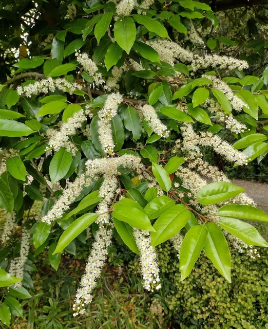 Prunus lusitanica — katalog fotoğrafı