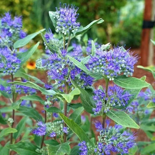 Caryopteris × clandonensis ‘Heavenly Blue’ — katalog fotoğrafı