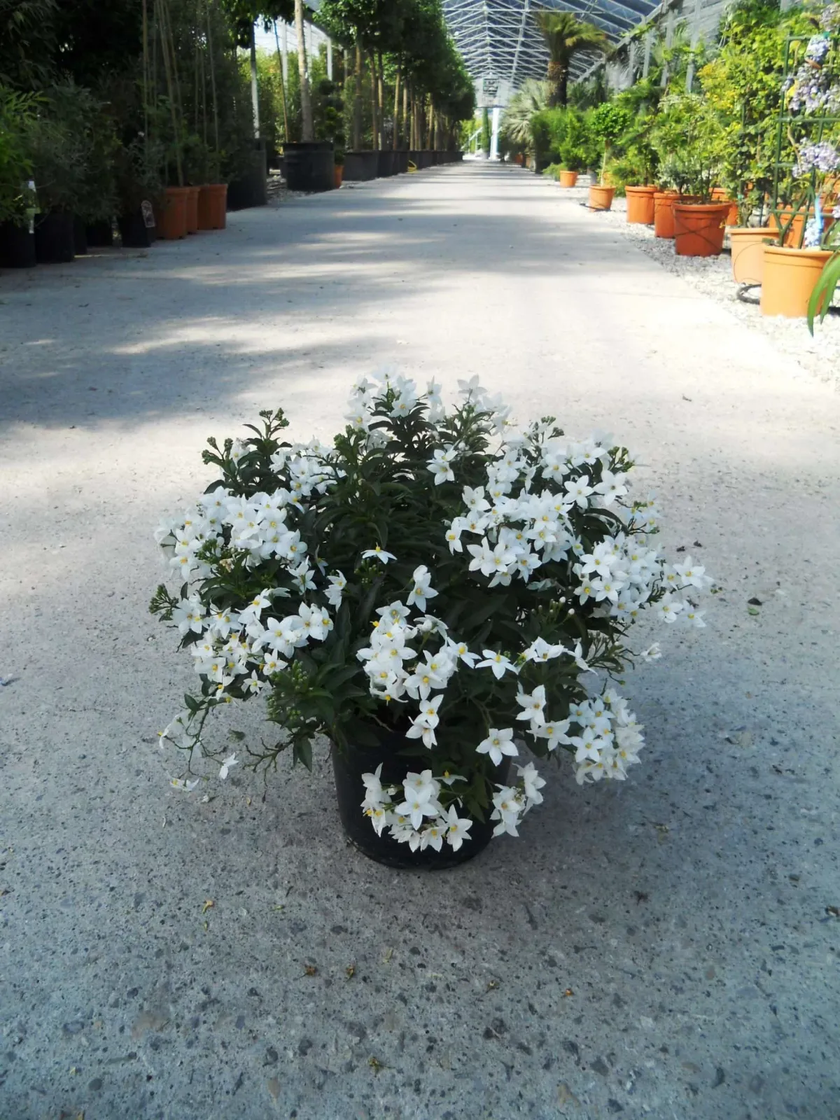 Solanum jasminoides — katalog fotoğrafı