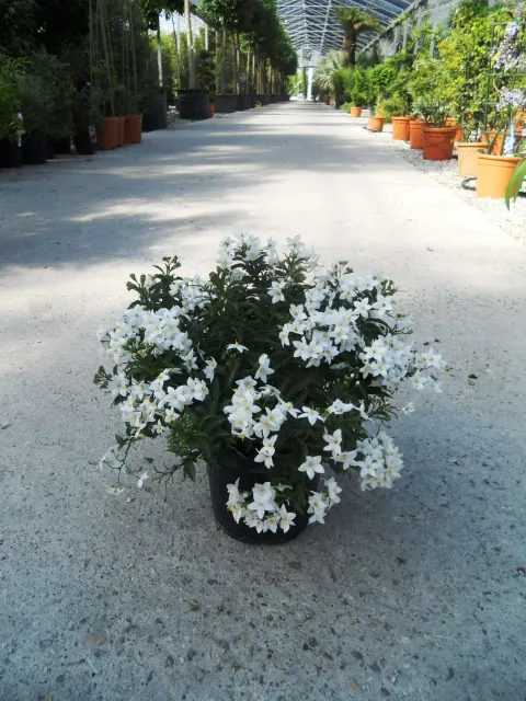 Solanum jasminoides — katalog fotoğrafı