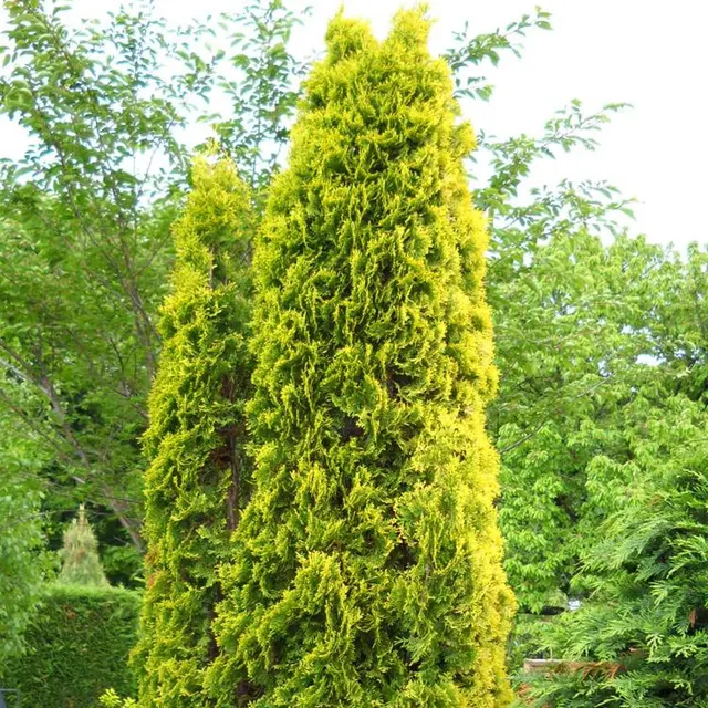 Thuja orientalis ‘Pyramidalis Aurea’ — katalog fotoğrafı