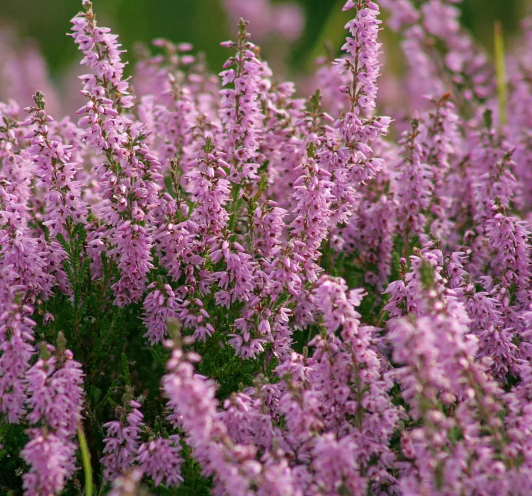 Calluna vulgaris — katalog fotoğrafı