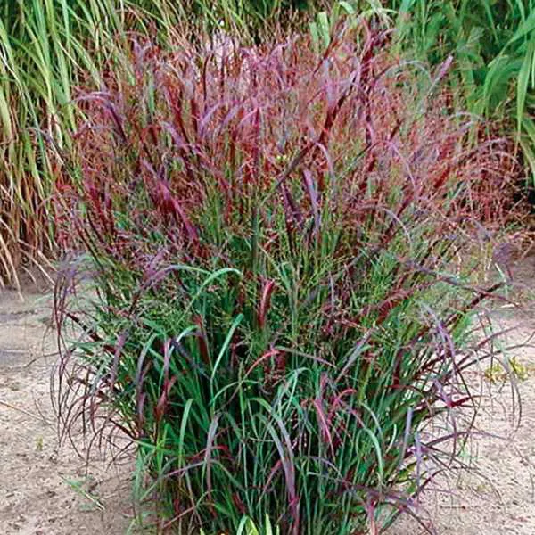 Panicum virgatum ‘Squaw’ — katalog fotoğrafı