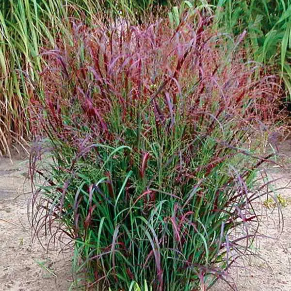Panicum virgatum ‘Squaw’ — katalog fotoğrafı