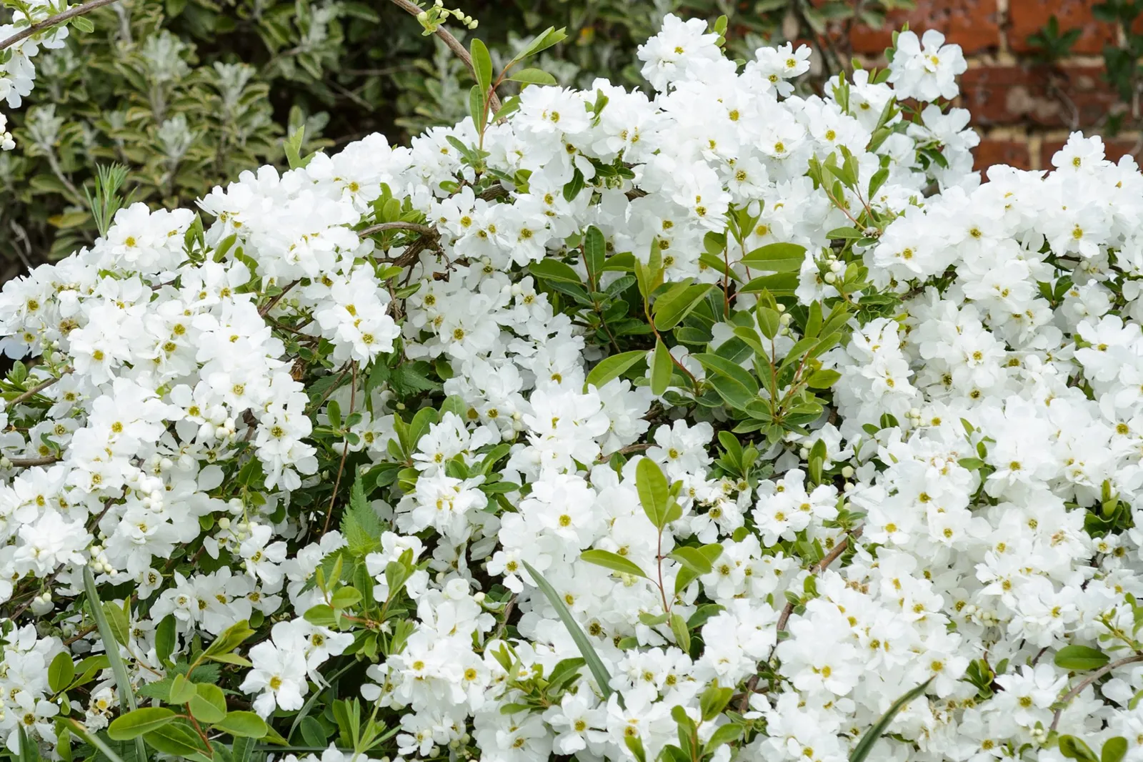 Exochorda × macrantha ‘The Bride’ — katalog fotoğrafı