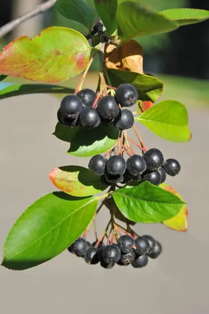 Aronia melanocarpa ‘Viking’ — katalog fotoğrafı