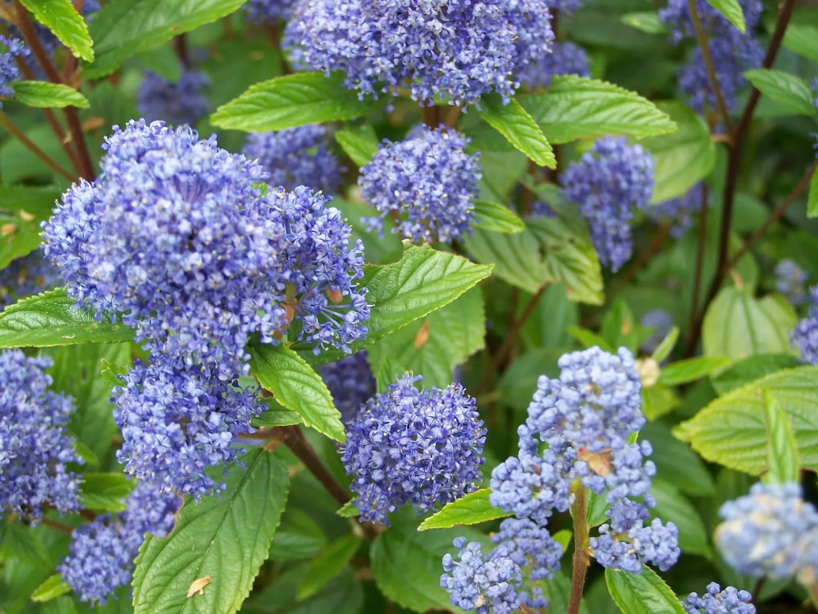 Ceanothus × delilianus ‘Gloire de Versailles’ — katalog fotoğrafı