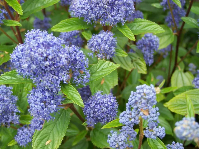 Ceanothus × delilianus ‘Gloire de Versailles’ — katalog fotoğrafı