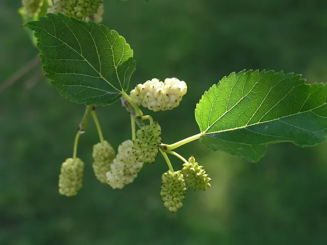 Morus alba — katalog fotoğrafı