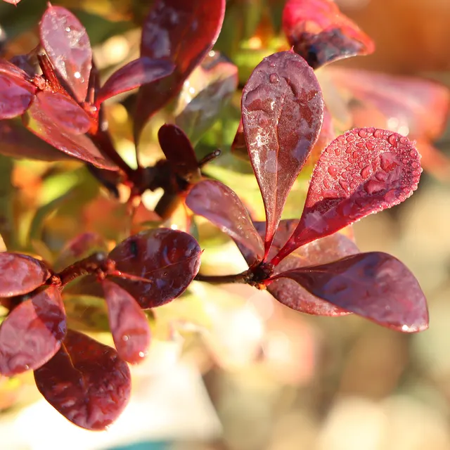 Berberis thunbergii ‘Atropurpurea Nana’ — katalog fotoğrafı