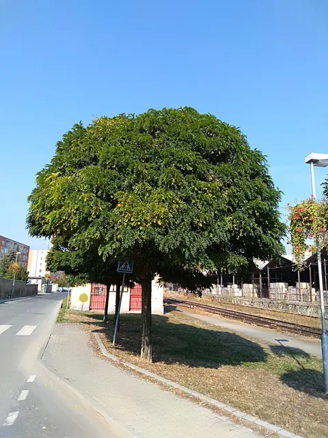 Robinia pseudoacacia ‘Umbraculifera’ — katalog fotoğrafı