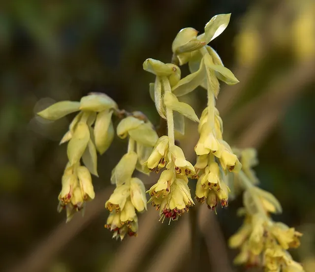 Corylopsis pauciflora — katalog fotoğrafı